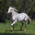 Appaloosa | fotografie