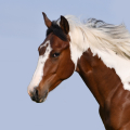 American Paint Horse | fotografie