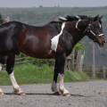 American Paint Horse | fotografie