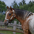 Appaloosa | fotografie