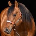 American quarter horse | fotografie