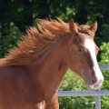 American quarter horse | fotografie