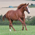 American Quarter Horse | fotografie