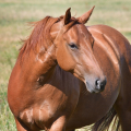 American Quarter Horse | fotografie