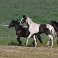 Barock pinto a Fell pony | fotografie