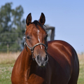 American Quarter Horse | fotografie