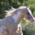 American Paint Horse | fotografie