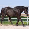 American Quarter Horse | fotografie