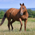 American Quarter Horse | fotografie