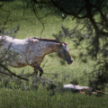 Appaloosa | fotografie