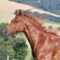 American Quarter Horse | fotografie