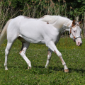 American Paint Horse | fotografie