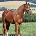 American Quarter Horse | fotografie