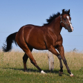 American Quarter Horse | fotografie