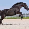 American Quarter Horse | fotografie