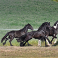 Barock pinto a Fell pony | fotografie