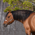 American quarter horse | fotografie