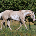 American Paint Horse | fotografie