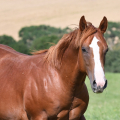 American Quarter Horse | fotografie