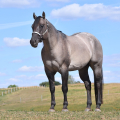 American Quarter Horse | fotografie