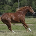 American Quarter Horse | fotografie