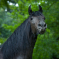 Fríský kůň | fotografie