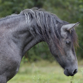 Barock pinto | fotografie