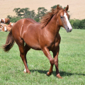 American Quarter Horse | fotografie