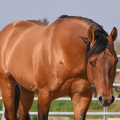 American quarter horse | fotografie