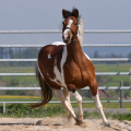 American Paint Horse | fotografie