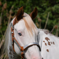 American Paint Horse | fotografie