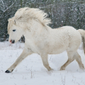 welsh mountain pony | fotografie