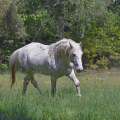 Appaloosa | fotografie