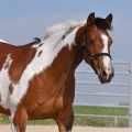 American Paint Horse | fotografie