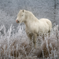 Welsh mountain pony | fotografie