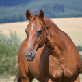 American Quarter Horse | fotografie