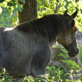 American Quarter Horse | fotografie