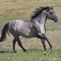 American Quarter Horse | fotografie