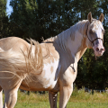 American Paint Horse | fotografie