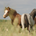 welsh mountain pony | fotografie