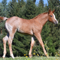 American Quarter Horse | fotografie