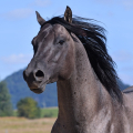 American Quarter Horse | fotografie