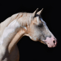 American Paint Horse | fotografie