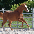 American quarter horse | fotografie