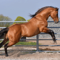 American quarter horse | fotografie