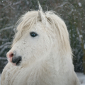 welsh mountain pony | fotografie