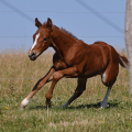 American Quarter Horse | fotografie