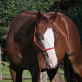 American Quarter Horse | fotografie