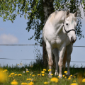 American Quarter Horse | fotografie