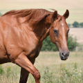 American Quarter Horse | fotografie